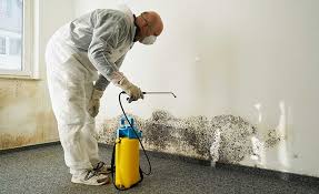 Why You Should Choose Our Mold Remediation Services in Kemp Mill, MD